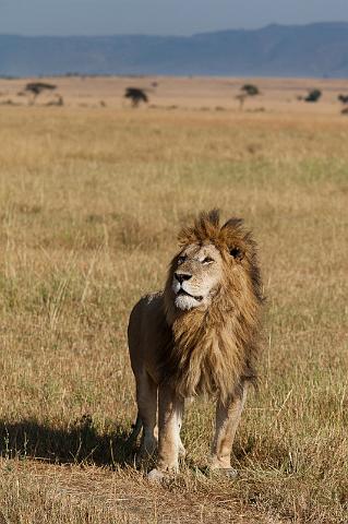 105 Tanzania, N-Serengeti, leeuw.jpg